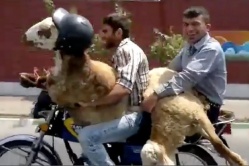 La chèvre porte un casque moto