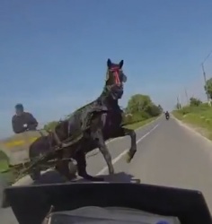 Accrochage évité entre une moto et un cheval