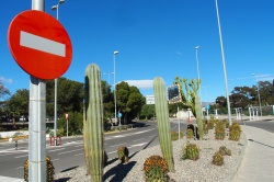 Ambiance du mag : attention aux cactus !