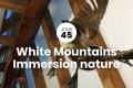 On dcouvre les White Moutains, un parc naturel, une croisire sur un lac, une visite de cascade, des animaux sauvages et routes panoramiques.