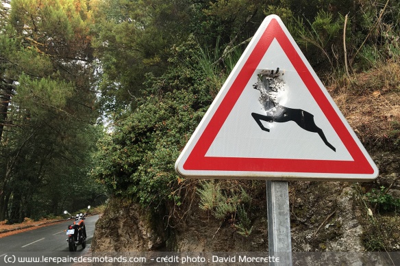 Les panneaux sont là pour signaler le danger des animaux sur la route