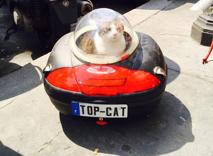 Transporter un chat en voiture : les solutions – Guide Chat