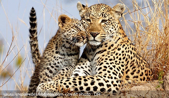 Afrique du Sud : le parc Kruger