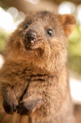 Quokka