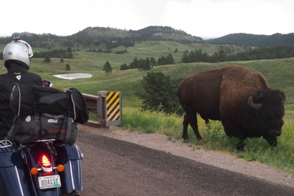 Bison au Custer State Park