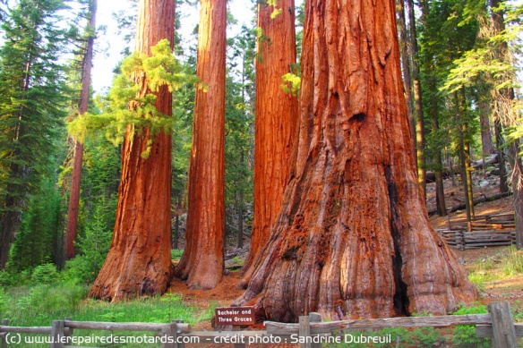 Les sequoias géants de Mariposa Grove