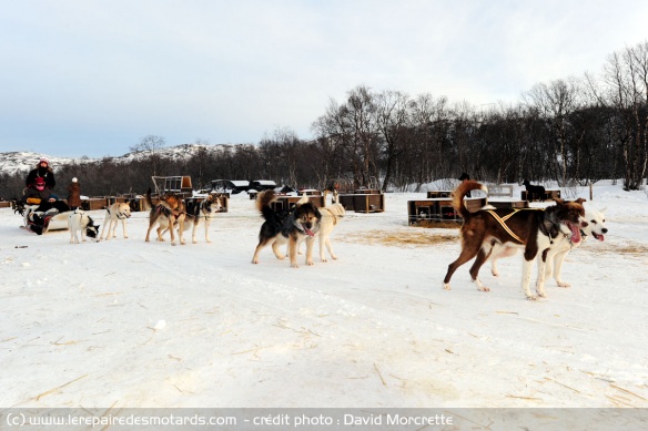 Chiens de traineau